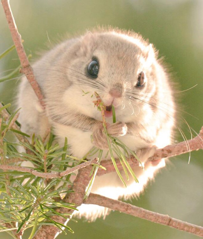 Clazy_Cat's tweet photo. If Xie Lian's symbolic animal is a ferret,
then we have CHUBBY CUTIE CHEWY MOFU MOFU SHI-QING-XUAN!!!🍃🐿️❣️
#Shiqingxuan #SQX #师青玄 #LordWindMaster
#TGCF #天官赐福 #Tianguancifu #beefleaf https://t.co/WWrqCNm533