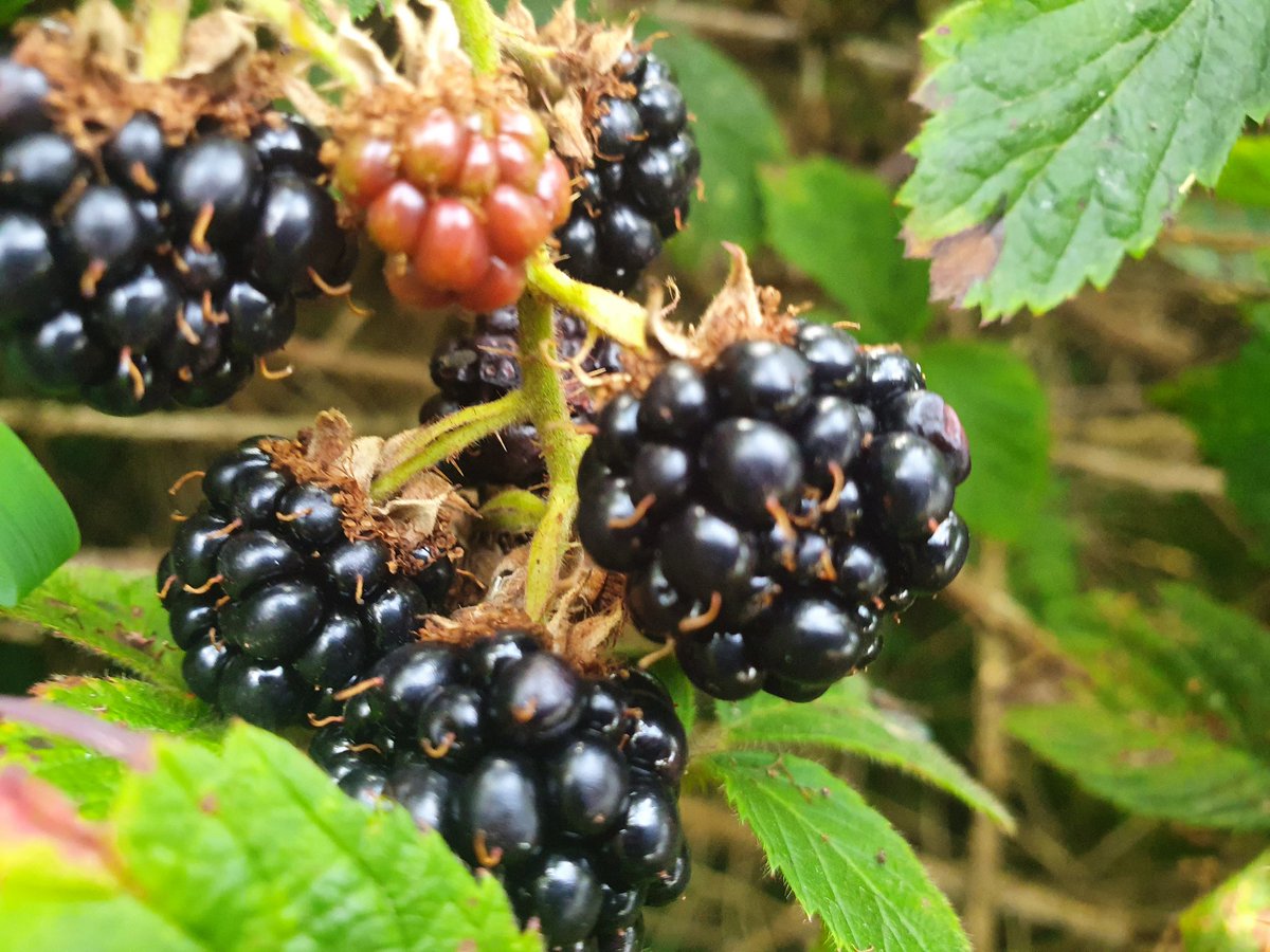millstreetmom's tweet photo. It's blackberry season. Comment below with any recipe suggestions 👇 #blackberries #seasonal #food https://t.co/NYhrdjeJc7