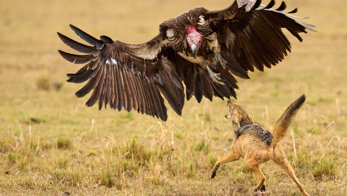 Have you a cool shot of a black-backed jackal?⁠
then you could still get it published in our e-magazine - PT Aware that will be published next week - upload immediately to pawstrails.com/register