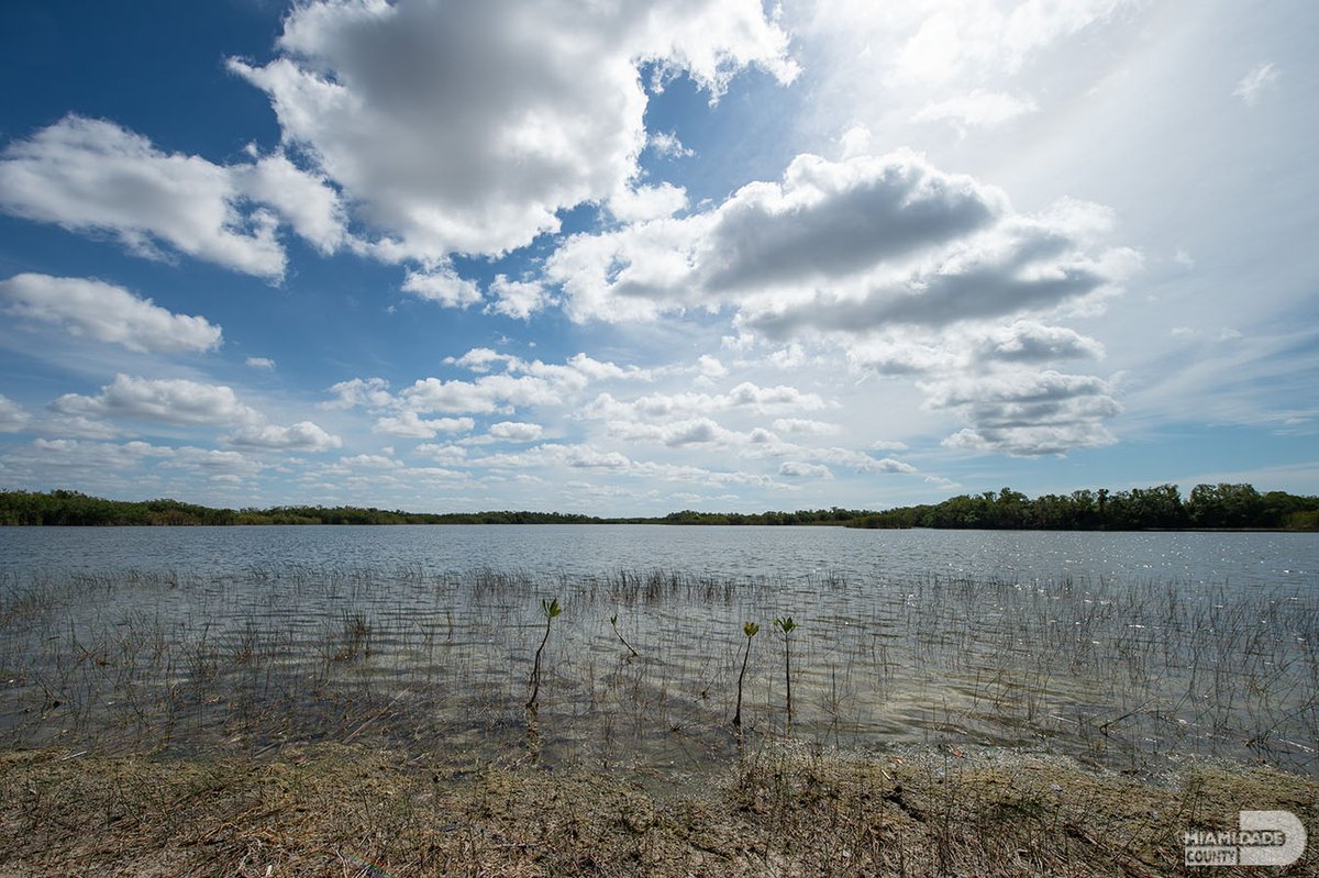 MiamiDadeCounty's tweet photo. For peace and tranquility, you can't do much better than Nine Mile Pond at @EvergladesNPS. This is just one of the many lovely, serene spots in #OurCounty. #OurViews #OurBackyard #LazySundays https://t.co/uJ1MW0HxCt