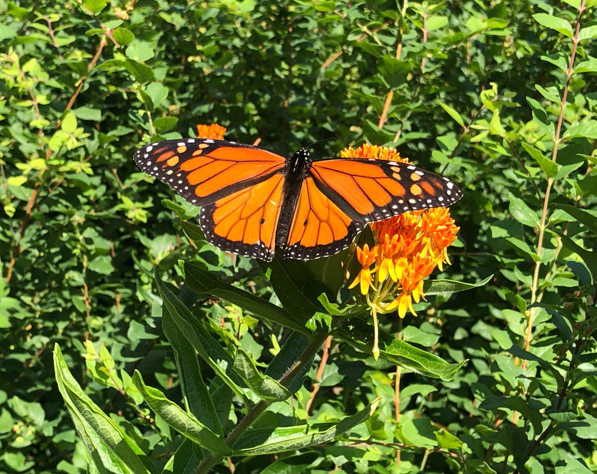 MortonArboretum's tweet photo. Enjoy sightings of endangered monarch butterflies at the Arboretum before their annual migration to Mexico starts in September. This one was spotted around Meadow Lake on butterfly milkweed (Asclepias tuberosa). Plan your visit: https://t.co/QkkzDvlEK7 #SundaySolitude https://t.co/I3eLXfTRHQ
