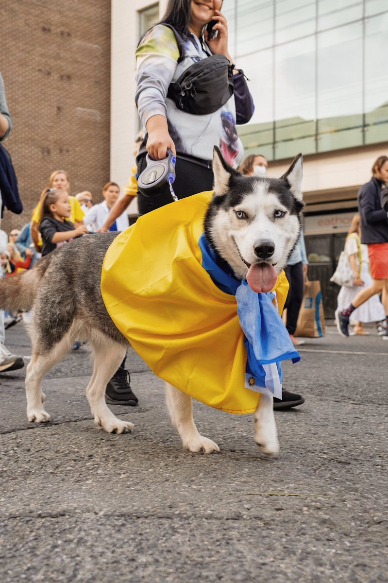 UkraineIreland's tweet photo. Representatives of the 🇮🇪canine community spotted at the #IndpendenceDayUkraine Dublin Parade on Aug 24, 2022. 🐶#SiberiansAgainstPutin 🐾#PawsForUkraine Dogs support Ukraine irrespective of the fact that 😽 cats also do. So much people can learn from them. 😉
📸Olha Shchepak https://t.co/KKwWYrqTJp