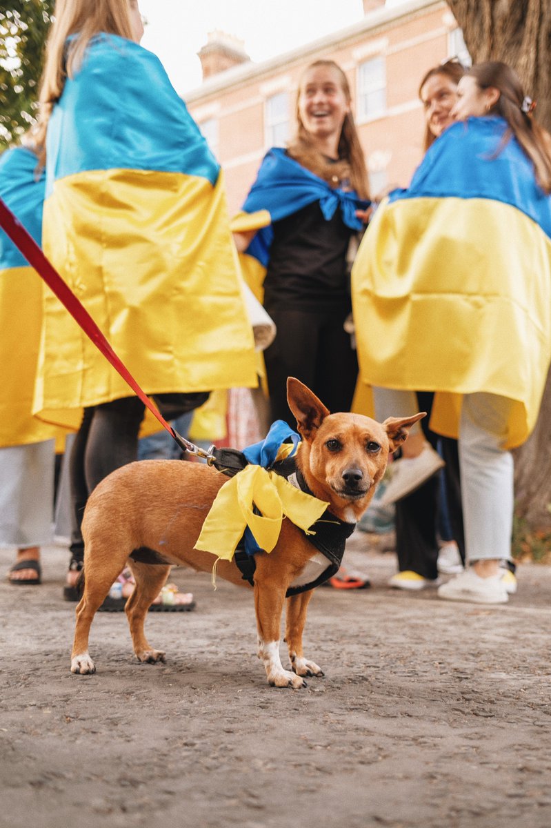 UkraineIreland's tweet photo. Representatives of the 🇮🇪canine community spotted at the #IndpendenceDayUkraine Dublin Parade on Aug 24, 2022. 🐶#SiberiansAgainstPutin 🐾#PawsForUkraine Dogs support Ukraine irrespective of the fact that 😽 cats also do. So much people can learn from them. 😉
📸Olha Shchepak https://t.co/KKwWYrqTJp