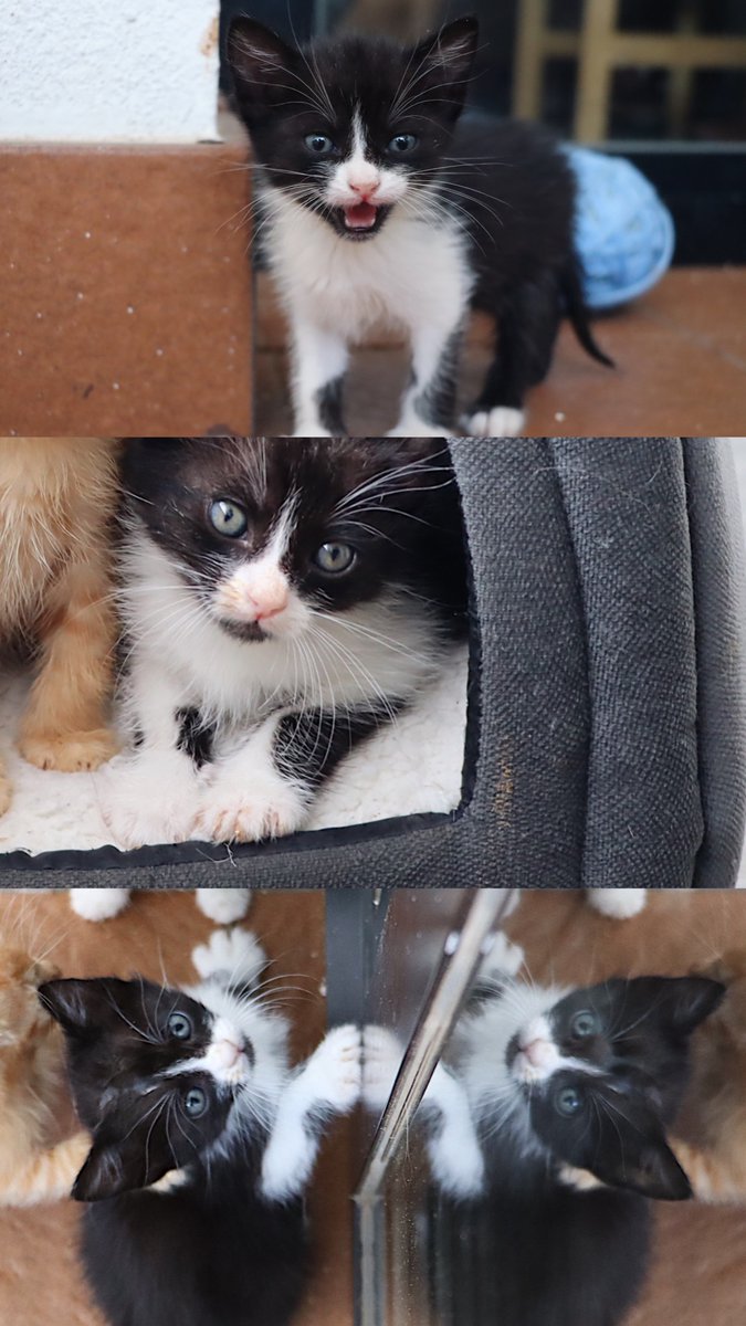 Estos tres bebés fueron abandonados, ahora Luna tiene tres hermanitos pequeños: Mercurio, Venus y Marte (abre las fotos para ver más fotos de los gatitos)