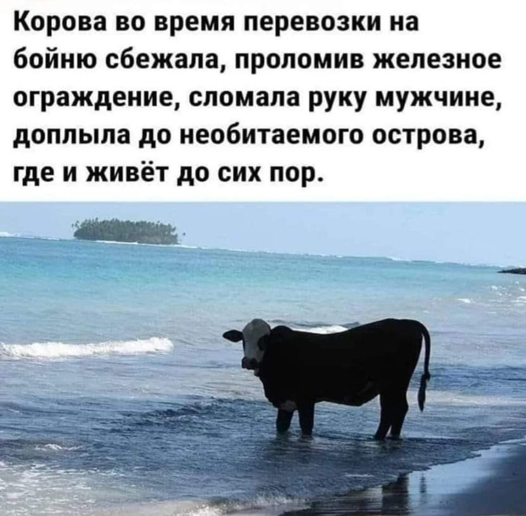 Корова сбежала на остров
