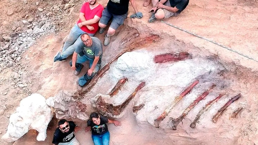 Geotechpedia's tweet photo. Portuguese man accidentally uncovers a 25-metre-long dinosaur skeleton in his own backyard 
https://t.co/4qH3ESKMxt
#dinosaur #paleontology #fossil #Portugal https://t.co/SmD3B3aLZw