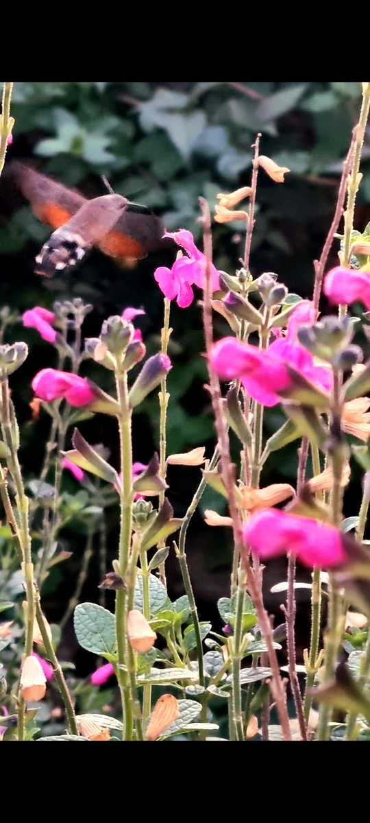 ShiftParanormal's tweet image. Sometimes you are just in the right place, at the right time to catch those magical moments in nature.  #hummingbirdhawkmoth @SirDavidAttenb2 #nature