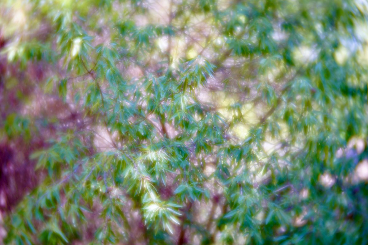XtopherKo's tweet photo. View from the window onto the olive trees with the @LensbabyUSA #velvet85 ❤️, a safe bet for dreamy #photography https://t.co/ATdicZP1Bf