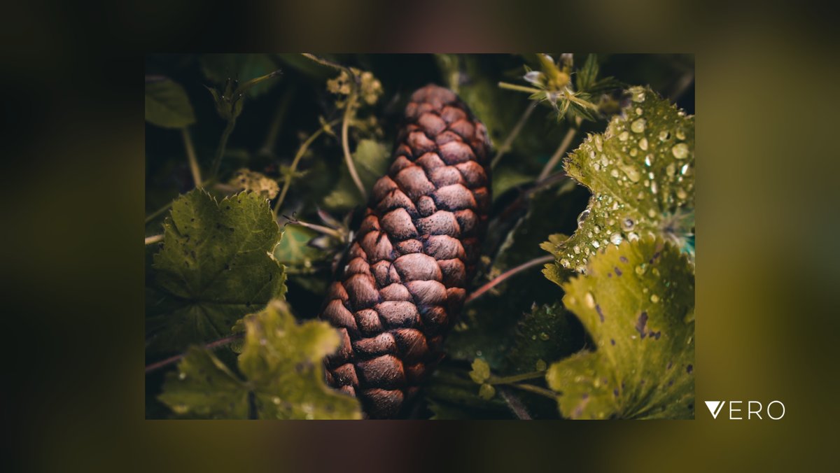 spcurtis81's tweet photo. Fallen Cone#Nature #Tree #Outdoors #Plant #Leaf #Freshness #CloseUp #pine_forest #pine_cone https://t.co/dDQY0gGKFc https://t.co/sjQAgJi1lV