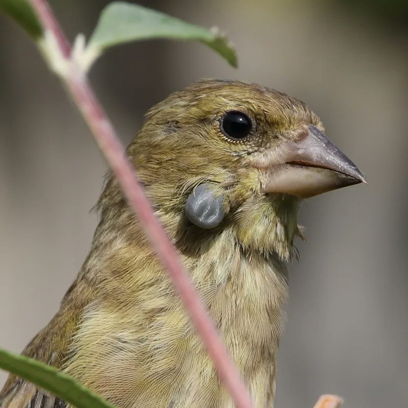 Simon Passey (@simon_passey) on Twitter photo Noticed a lot of the greenfinches visiting the garden have ticks. Are they more common on them than other garden bird species?
<a href="/Natures_Voice/">RSPB</a> <a href="/_BTO/">BTO</a> <a href="/RSPBHuntingdon/">RSPB Huntingdonshire Local Group</a> <a href="/BBCSpringwatch/">BBC Springwatch</a> <a href="/CambsBirdClub/">Cambs Bird Club</a> #BBCWildlifePOTD #springwatch Noticed a lot of the greenfinches visiting the garden have ticks. Are they more common on them than other garden bird species?
<a href="/Natures_Voice/">RSPB</a> <a href="/_BTO/">BTO</a> <a href="/RSPBHuntingdon/">RSPB Huntingdonshire Local Group</a> <a href="/BBCSpringwatch/">BBC Springwatch</a> <a href="/CambsBirdClub/">Cambs Bird Club</a> #BBCWildlifePOTD #springwatch