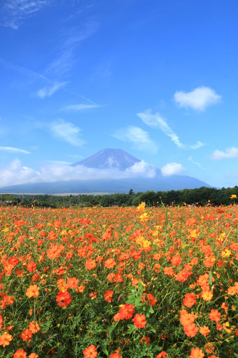 * 富士山とキバナコスモス （この日は富士山が見えました。） ＃富士山 ＃キバナコスモス