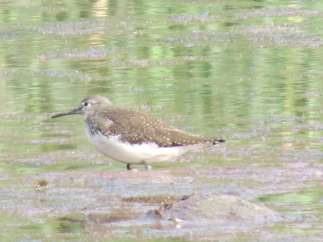 scaupface's tweet photo. Sheepwash- Green Sand this morning on Rose Lane pool, a rare beast at this locality. 6 Swifts thru early morning, first Teal of Autumn. https://t.co/WEKq5JmWRq