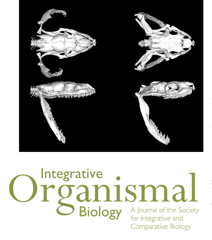 iobjournal's tweet photo. Sunday read hot off the presses!
Scaling Relationships of Maximal Gape in Two #Species of Large #Invasive #Snakes, Brown #Treesnakes and Burmese #Pythons, and Implications for Maximal #Prey Size
By Jayne, Bamberger, Mader & Bartoszek of @ConservancySWFL
https://t.co/HAVV2soJHL https://t.co/OkelRJY21O