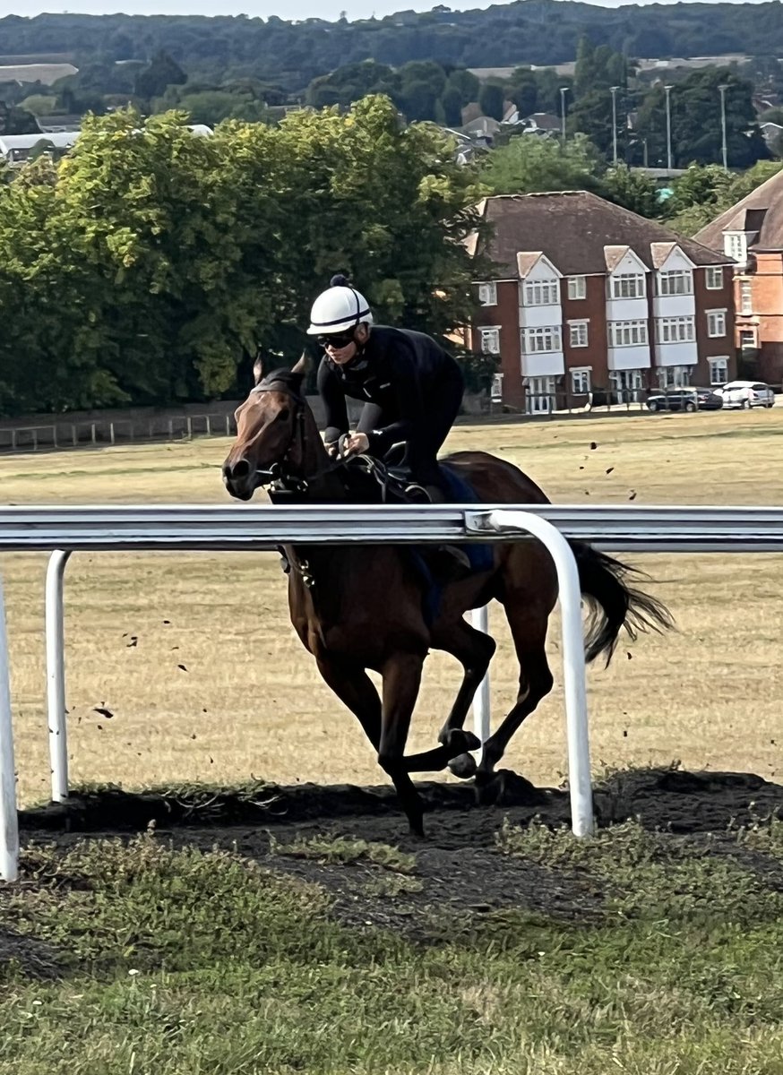 JayBow1066's tweet photo. Super day out yesterday at Warren Hill gallops, Newmarket. Saw 2 of our fillies from @gbougheyracing and @tomcloverracing up on the gallops plus stable visits to each. Also visited the @NHRMuseum which was brilliant #storymaker #electriclove @BritRacingClub https://t.co/wcBv71VejD