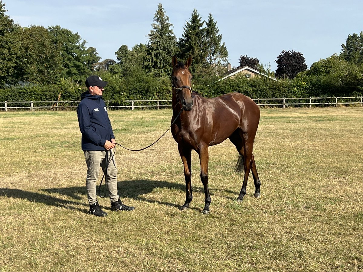 JayBow1066's tweet photo. Super day out yesterday at Warren Hill gallops, Newmarket. Saw 2 of our fillies from @gbougheyracing and @tomcloverracing up on the gallops plus stable visits to each. Also visited the @NHRMuseum which was brilliant #storymaker #electriclove @BritRacingClub https://t.co/wcBv71VejD