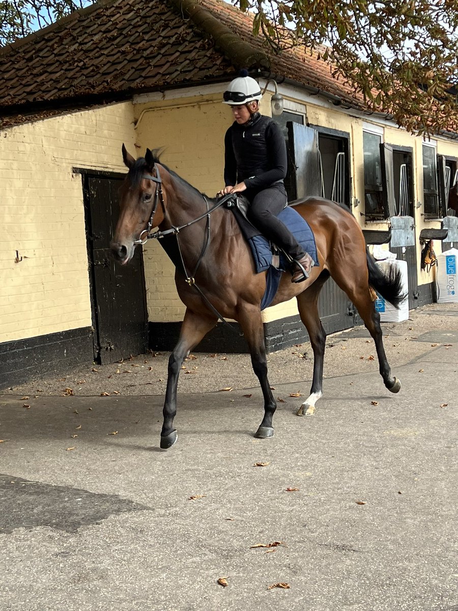 JayBow1066's tweet photo. Super day out yesterday at Warren Hill gallops, Newmarket. Saw 2 of our fillies from @gbougheyracing and @tomcloverracing up on the gallops plus stable visits to each. Also visited the @NHRMuseum which was brilliant #storymaker #electriclove @BritRacingClub https://t.co/wcBv71VejD