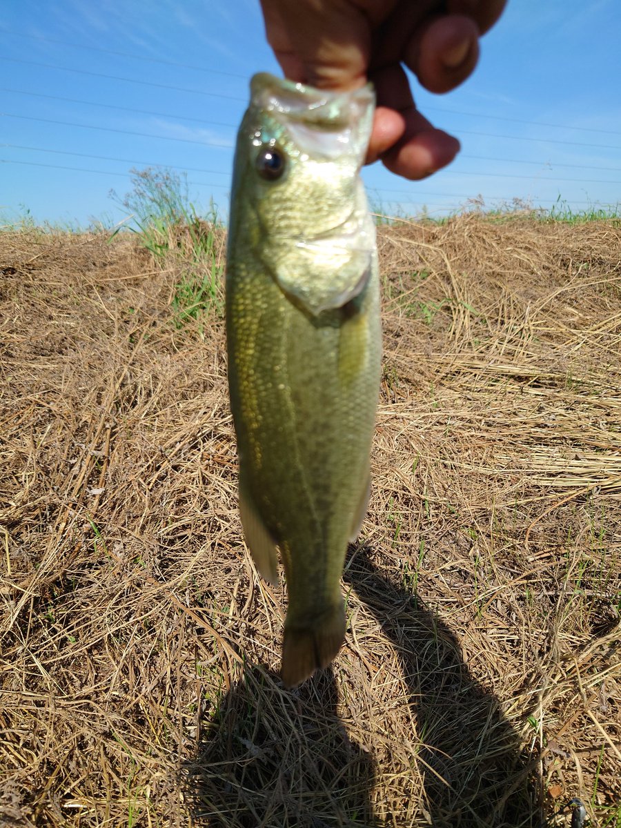 bass5401's tweet photo. 約1ヶ月振りのクリーク釣行(笑)25くらいのが釣れました(笑)初RAIDのLIBEROで釣れた(笑)
#熊本バス釣り
#RAIDJAPAN
#HEADSWIMMER https://t.co/Z2xJARhBzi