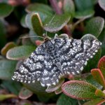 Photo by Butterfly Conservation Highland Branch (@BcHighland)