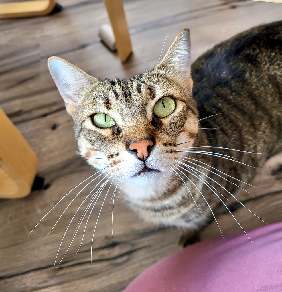 DasC_Team's tweet photo. Wie bitte?! 🧐🤨🥰

Cashy 💕 https://t.co/JqHN6dAGpT