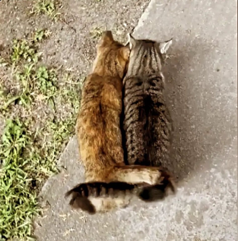 Sevginin yakışmadığı
yermi var?
Nereye koysan oraya yakışır..
Yeter ki sevmesini bil.. 🤗
Mehdi Mert Güler
#MutluPazarlar #28agosto
#iyipazarlar #sundayvibes
#SundayMotivation #sevgi