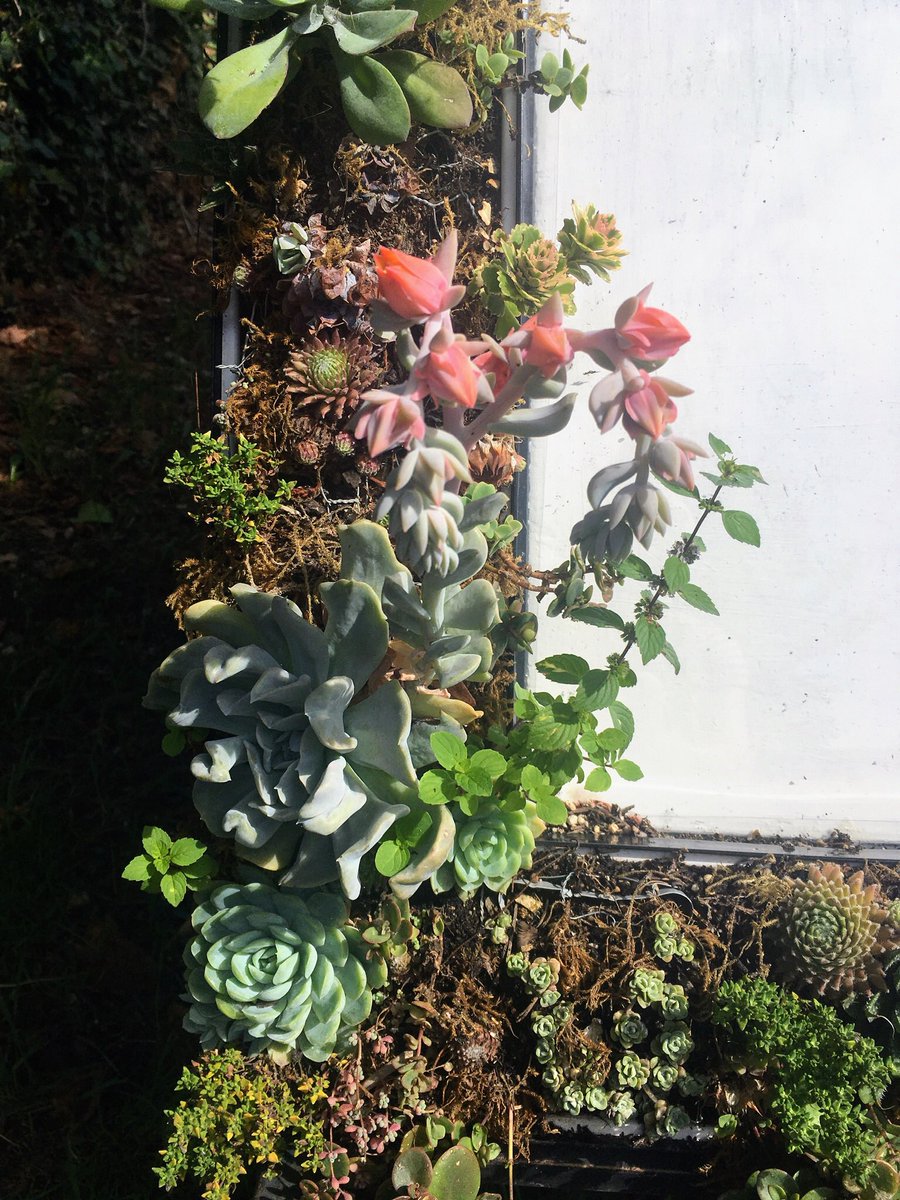The experimental succulent frame has survived the summer surprisingly well. Recycled from old guttering and planted with some of the succulents we’d purchased from another In Bloom group 4 years ago. #Recycle #reuse @RHSBloom <a href="/The_RHS/">The RHS</a>
