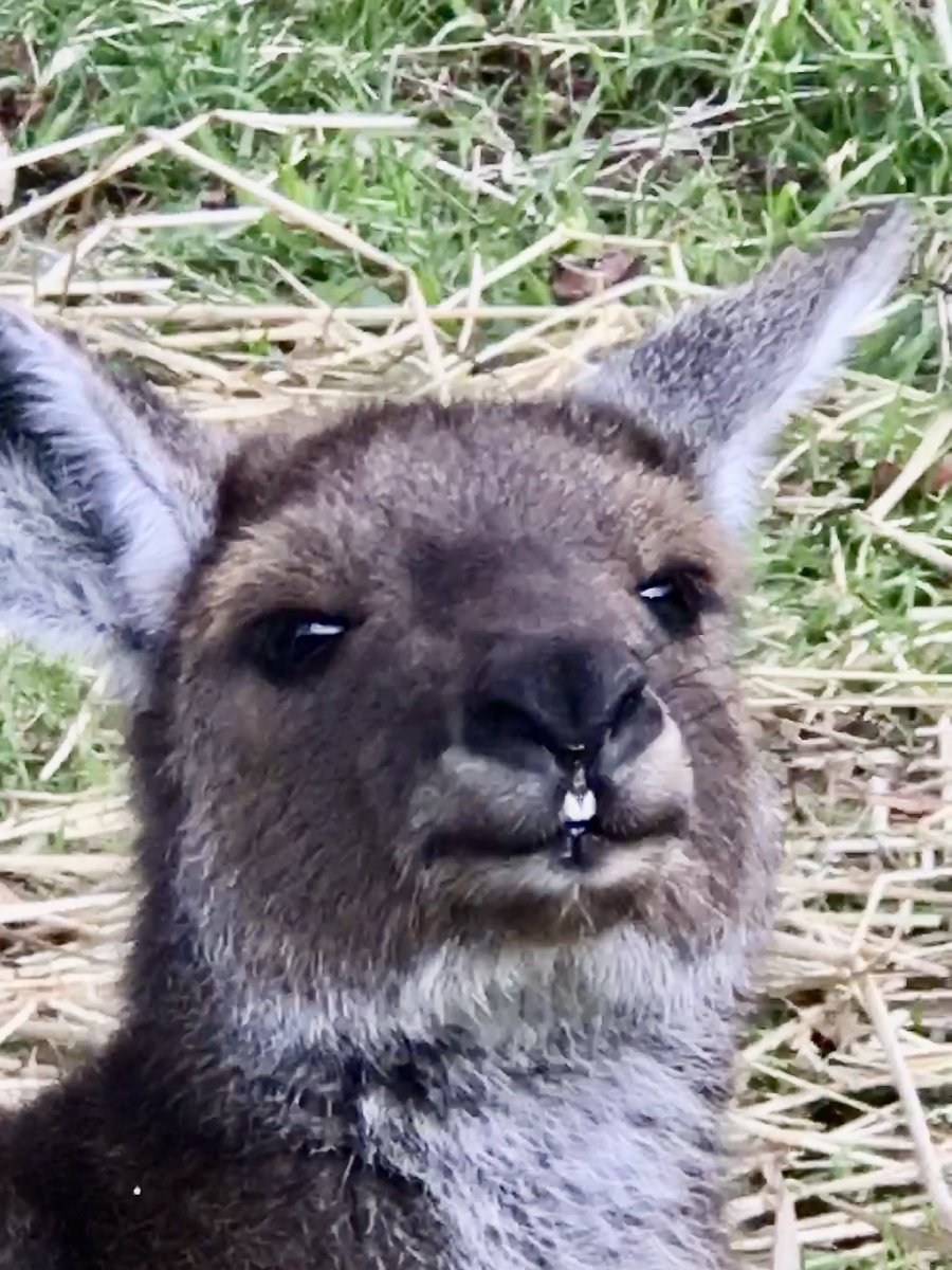 Goodnight @Kangarooei followers, wishing you a safe week.🦘💕#ProtectKangaroos