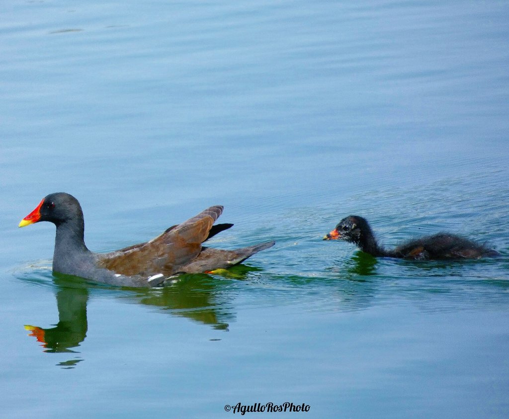 AgulloRosPhoto's tweet photo. 🇪🇦 Gallineta común
🇬🇧 Common moorhen
♦️ (Gallinula chloropus)
📌 Alicante, España (15/08/2022)
#gallinetacomun #polladeagua #Commonmoorhen #Gallinulachloropus #ornithologyphotography #ornitologyspain #ornitologycollection #ornitologyphoto #bird #birds #birdwatching #Birdland https://t.co/65PPfkXJeA