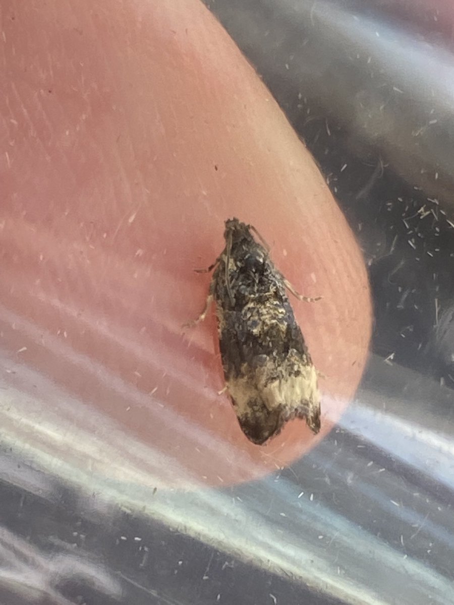 Sarumbirder's tweet photo. Hi Sean a few micros to check from a local woodland cheers ⁦@MOTHIDUK⁩ https://t.co/5AIz42OGoN