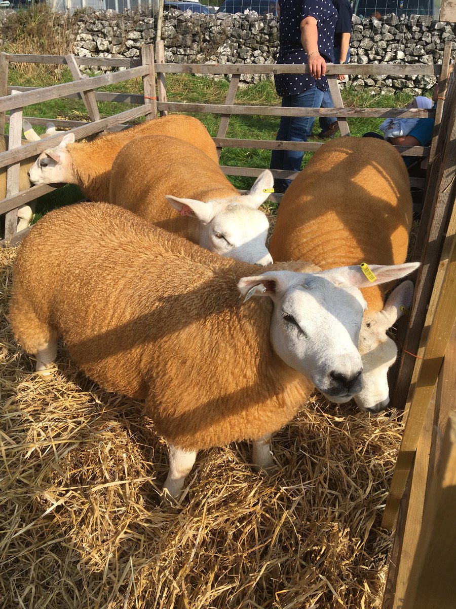 CoffeeVintageCo's tweet photo. So looking forward to Tuesday @KilnseyShow come and enjoy a @LythamCoffeeCo latte in amongst the sheep pens #kilnsey #northyorkshire #upperwharfedale #coffee #lythamcoffee https://t.co/3iorYxkO33
