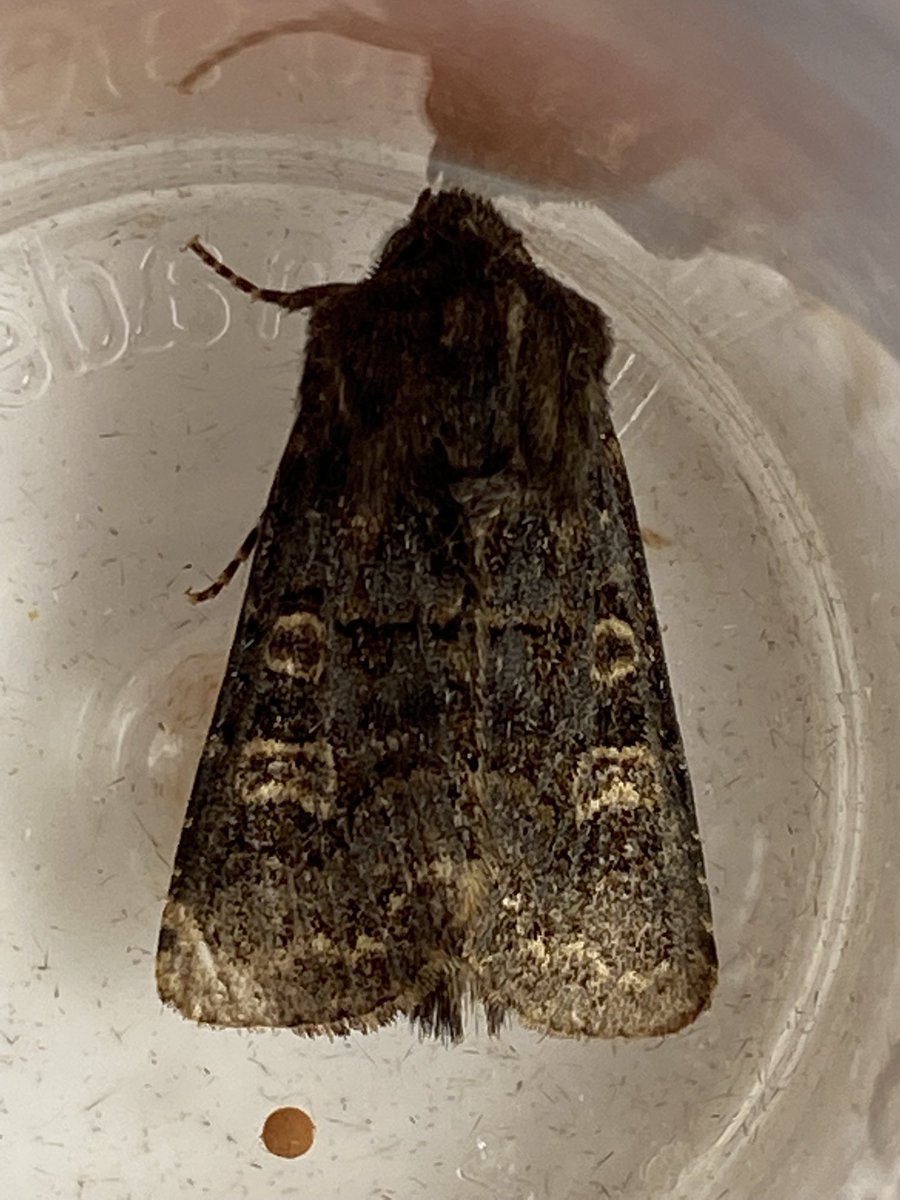 Sarumbirder's tweet photo. A few macros from last night, is this just a really dark square spot rustic, it looked Interesting in the dark but in the daylight…….cheers ⁦@MOTHIDUK⁩ https://t.co/USnaCWaEbP