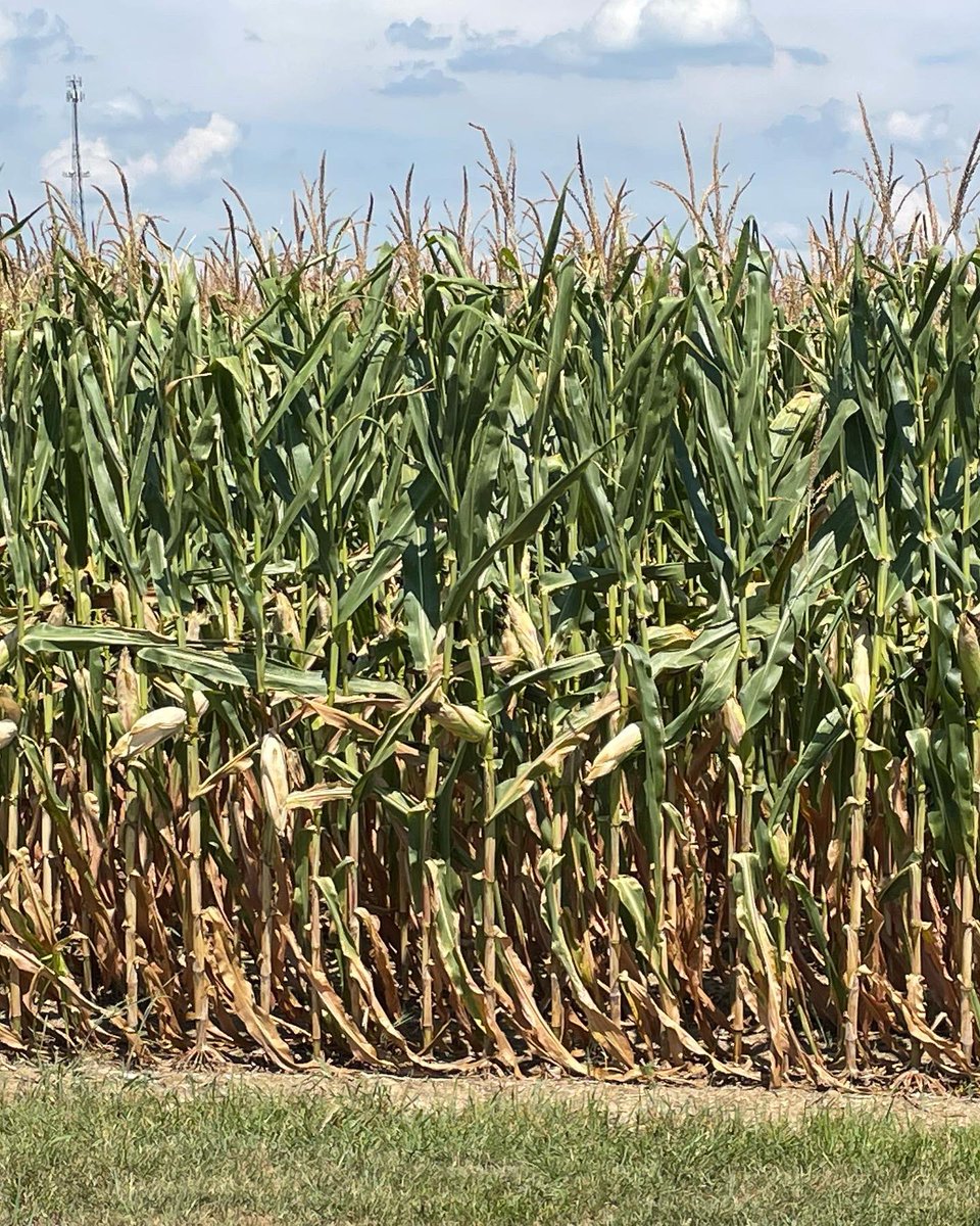 It’s been #hot and #dry this August.  The #crop should only be halfway through grain fill but this #weather snap has it racing to the finish. At this point in #grow22 the crop doesn’t have a lot of fight left in it.  Really taken the top yield off #harvest22