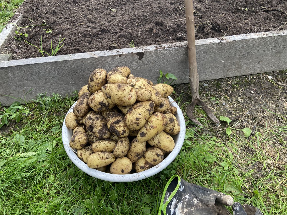 PekkaHuttula's tweet photo. Loput #siikli't nostettu mökkipenkistä. Alkoi tulla aika kookasta, ja vähän pintarupeakin. Muuten laadukasta. "Topeno-famous patatoes" https://t.co/lpkFYNTvlf
