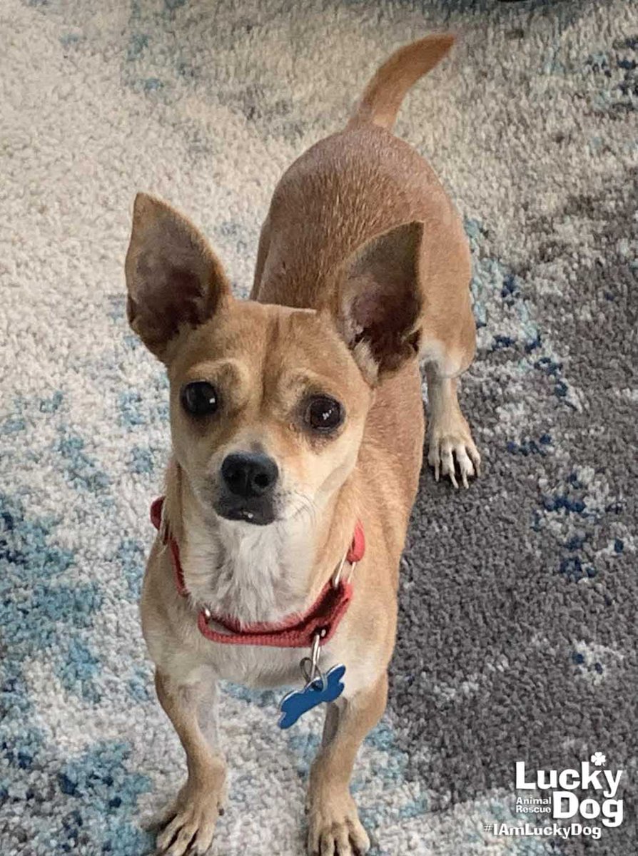 Our Lucky Dogs and Cats are all rested up from their first night in foster care, &amp; they can't wait to find their forever homes. To meet our adoptable Lucky Dogs &amp; Cats, visit today's adoption event at PetSmart in Silver Spring (12020 Cherry Hill Road) from 12-3PM.  #SundayFunday