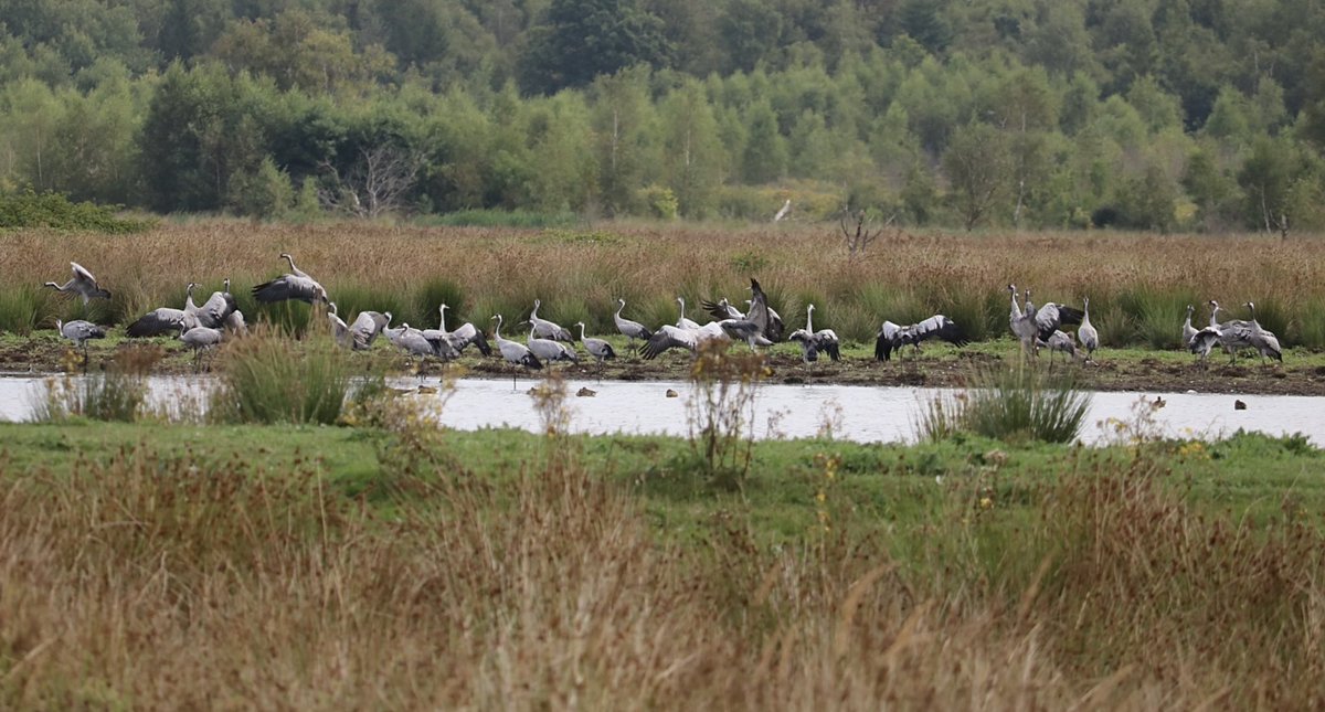 Ni_Nua's tweet photo. Gisteren toch prachtig bij #Fochteloo een groep Kraanvogels. https://t.co/IyBUeh8QWC