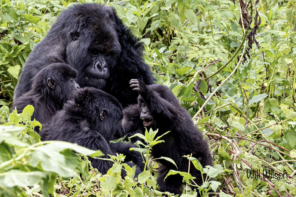 2wsphotography's tweet photo. The weekend is for family time and catching up with friends… Photographed whilst accompanying @GorillaDoctors on a regular health check of the Igisha group in @VolcanoesPark in #Rwanda #RwOT #conservation #newbig5 #VisitRwanda https://t.co/lsCAQecQRv