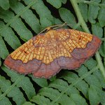 Photo by Butterfly Conservation Highland Branch (@BcHighland)