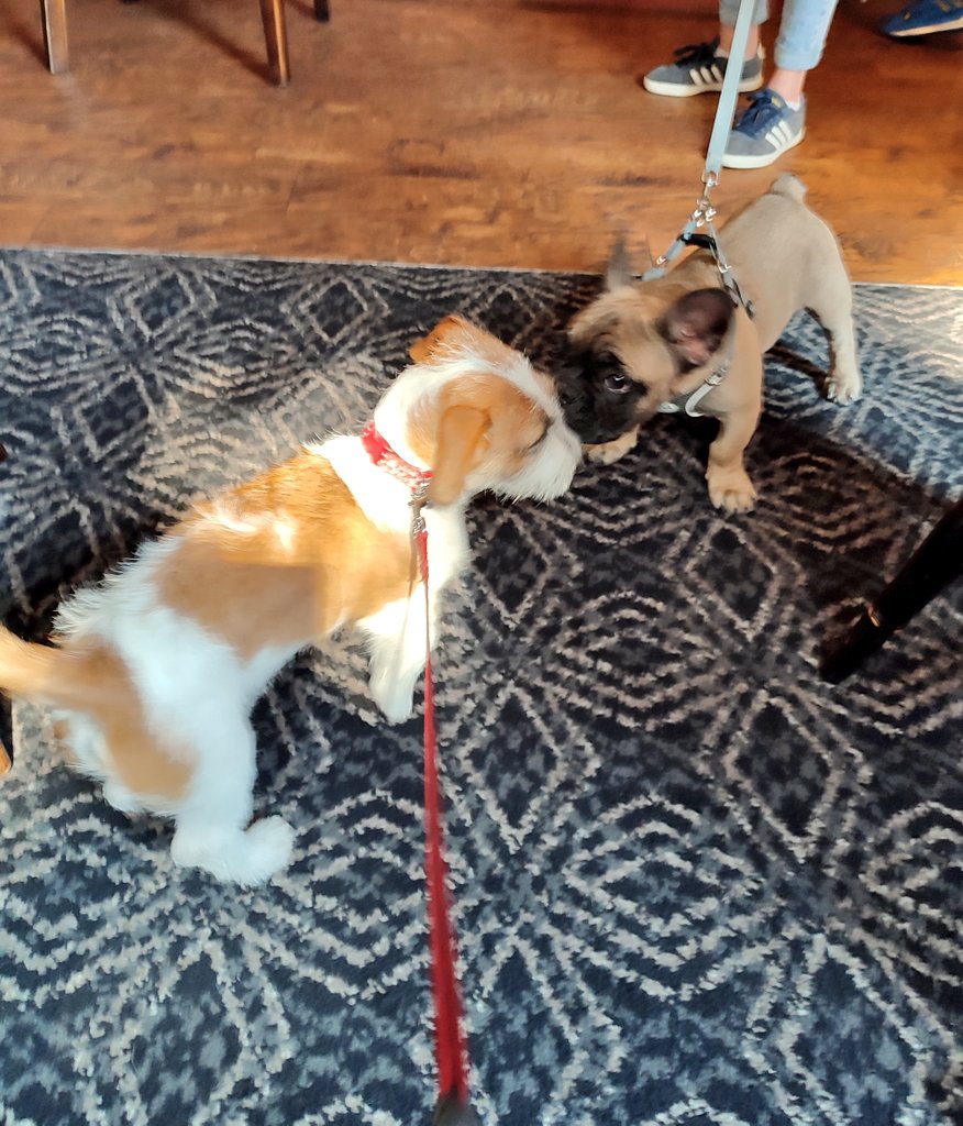 Firesnapper999's tweet photo. #EddiePupdate Eddie met a #4PawDrive #Calderdale citizen... https://t.co/Otx9UFUVJJ