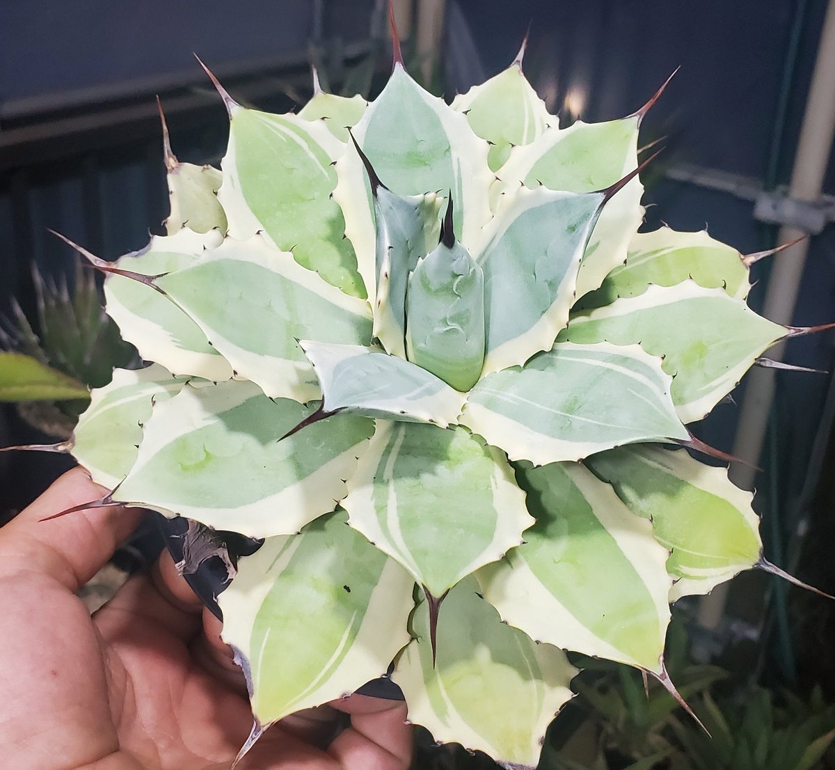 アガベ　アイスクリーム　ホワイトエッジ アガベ ホワイトエッジ Agave 'Eye Scream'｜多肉植物図鑑 PUKUBOOK