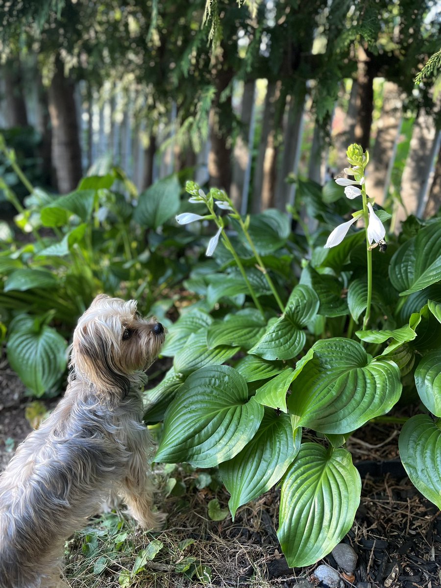 spirouc's tweet photo. Good morning!
How about you take a moment to watch the bees and smell the flowers today? 💞🐾
#SundayMorning #dogsoftwitter https://t.co/Sw4UDCc1Ec