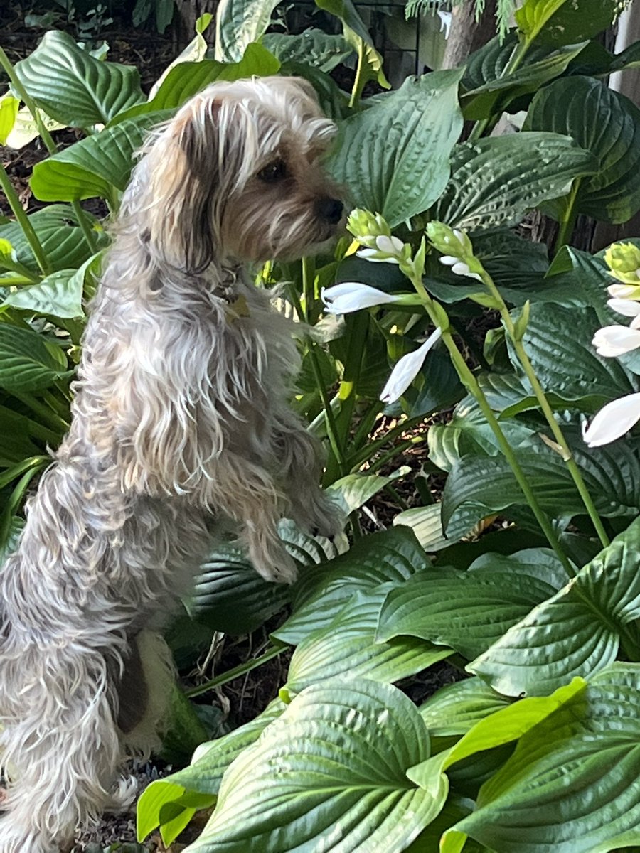 spirouc's tweet photo. Good morning!
How about you take a moment to watch the bees and smell the flowers today? 💞🐾
#SundayMorning #dogsoftwitter https://t.co/Sw4UDCc1Ec