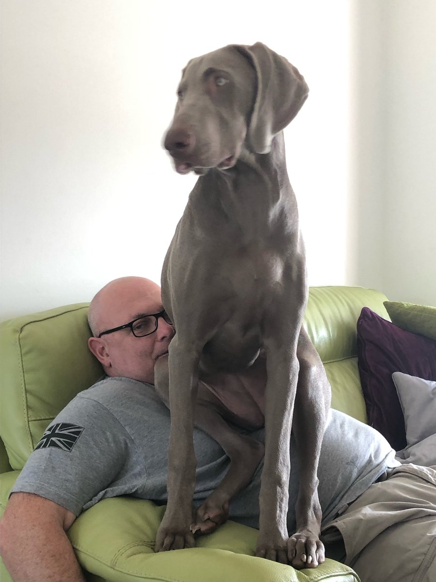 dava68rich's tweet photo. When your #weimaraner thinks itβs a lap dog breed! π#weimlife #weimy #velcrodog https://t.co/FsJCVrPOmv