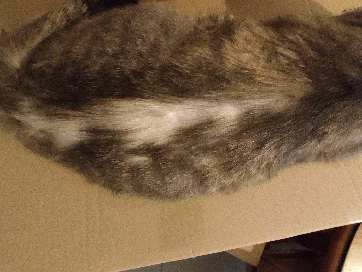 triodechats's tweet photo. Besoin de conseils !
Harlem a été vue par le véto pour un stress causant un toilettage intensif et donc le résultat sur la photo
Elle est sous traitement mais j'ai l'impression que la repousse des poils la gratte donc elle continue de lécher les mêmes zones. Serait-ce utile de https://t.co/1qVaTjSRWf