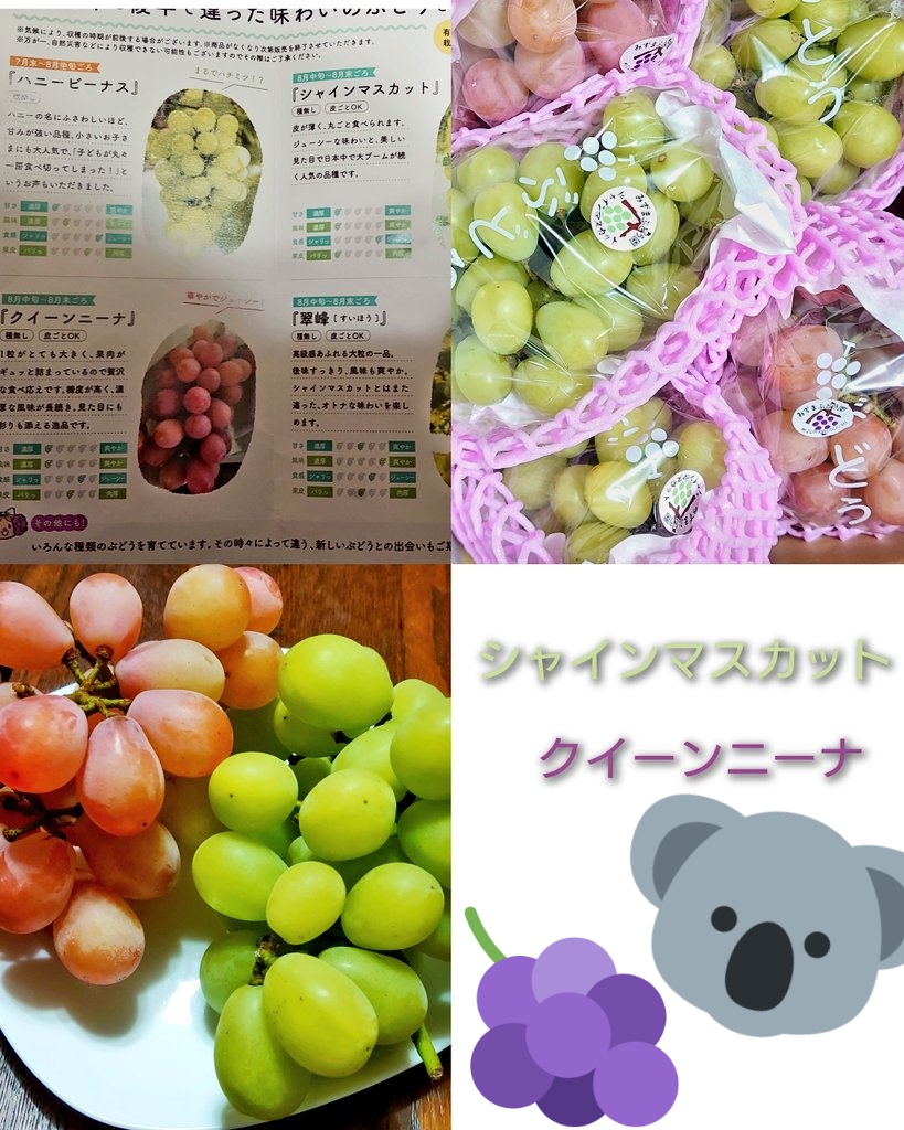NaoldKoala's tweet photo. ふるさと納税でお願いしていたぶどうが届いた🍇
シャインくんとクインちゃん＆ニーナちゃん🤭
どちらも大変美味しかったです🍴

早い時期にはハニーちゃんもいたらしい🐨 https://t.co/KZSiAMgJo7