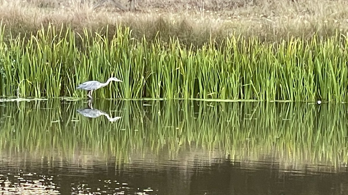 ArmazClicks's tweet photo. Heron! at Hampton Wick Pond
@every_heron #pond #hamptonwick #NaturePhotography #photosofbriton @WildlifeTrusts 
@BBCCountryfile https://t.co/yNBHDQHk77
