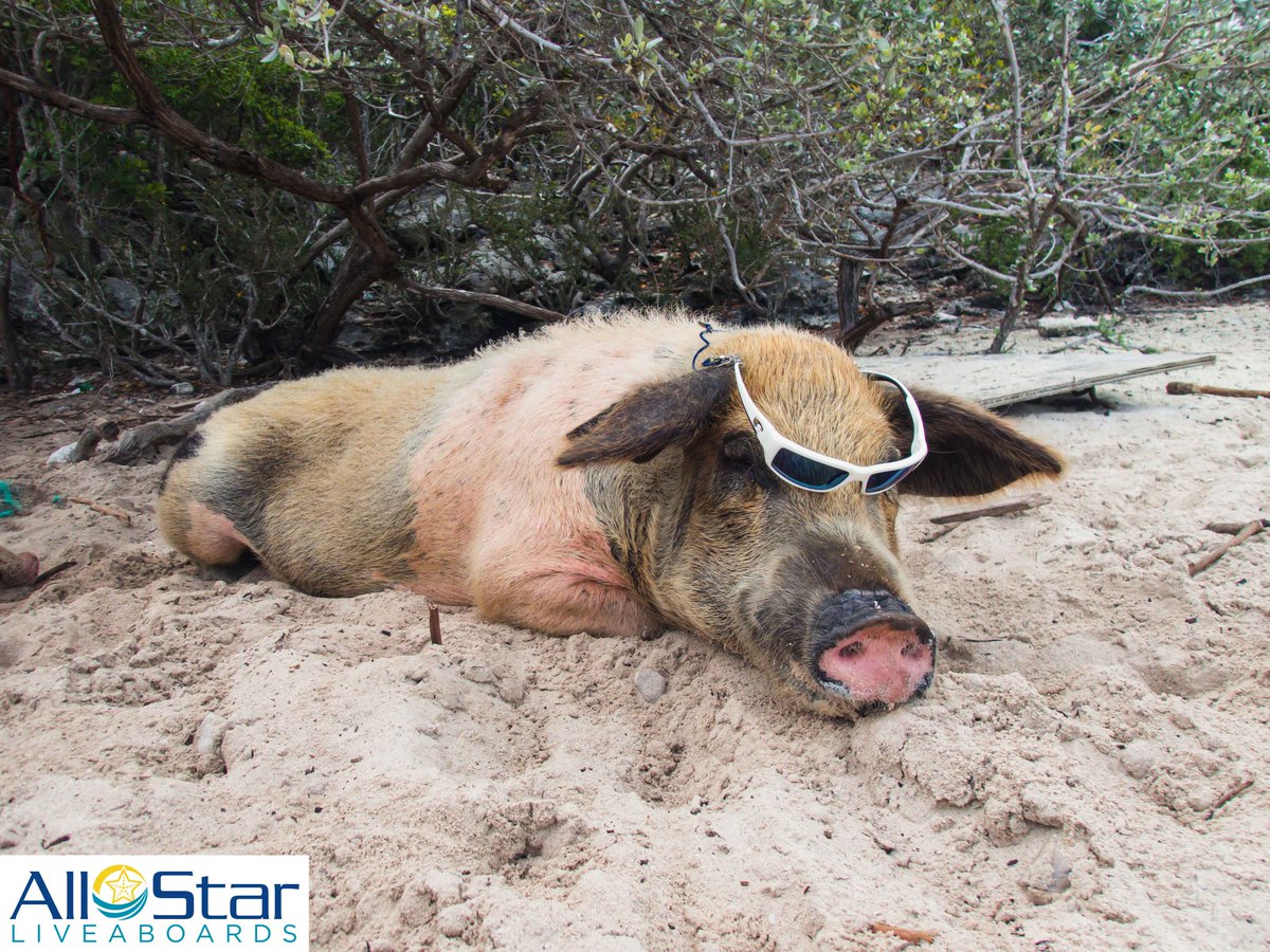 DiveASL's tweet photo. Caption this.

~The Bahamas

#allstarliveaboards #itsapigslife #chill #pigsofinstagram #pigstagram https://t.co/LdihsLG0Vs