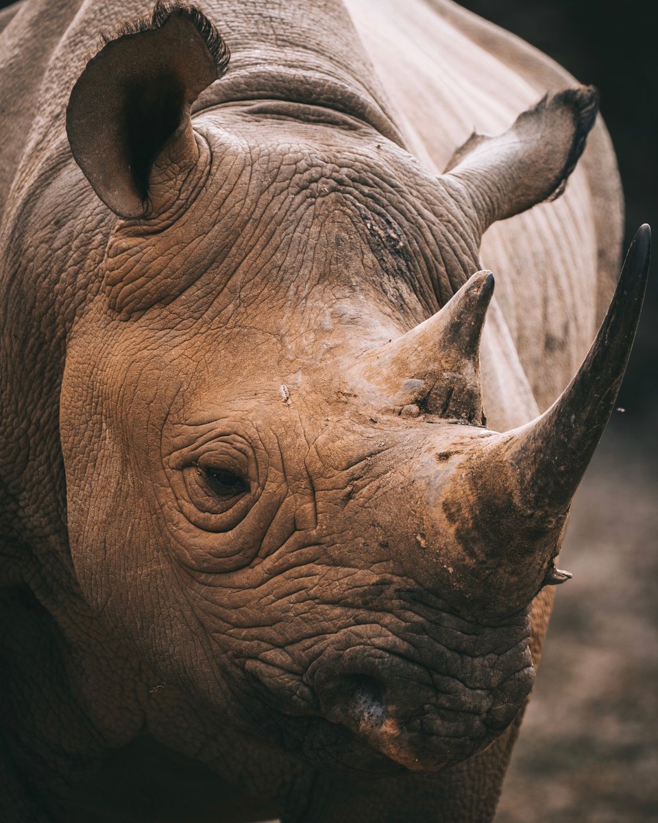 VETPAW's tweet photo. The Black Rhino🦏

We protect them so others, and future generations can experience them in the wild.

Follow the link in our bio if you would like to help protect these amazing animals.

#VETPAW #wildlife #endangeredspecies #conservation #rhino https://t.co/MyytuvAxiH