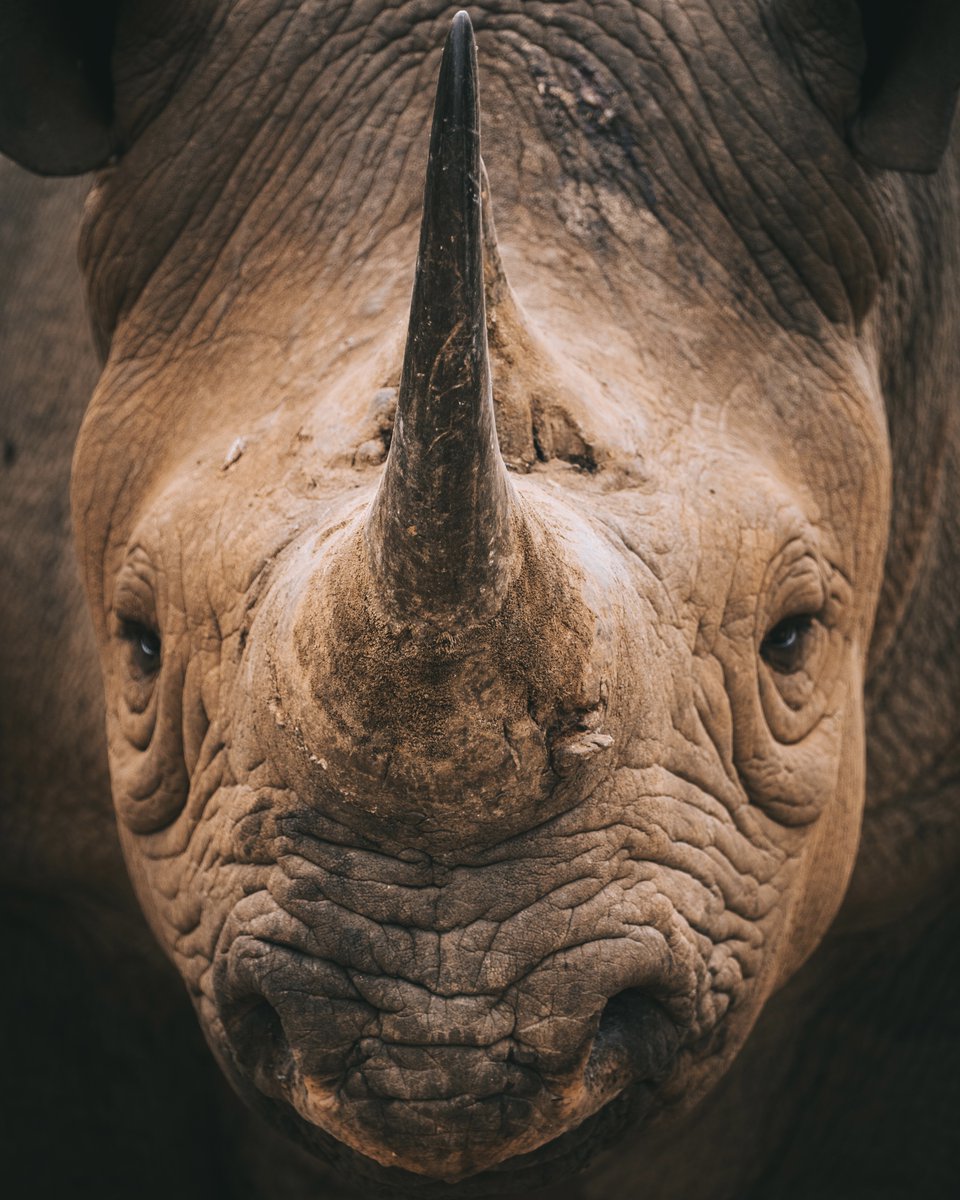 VETPAW's tweet photo. The Black Rhino🦏

We protect them so others, and future generations can experience them in the wild.

Follow the link in our bio if you would like to help protect these amazing animals.

#VETPAW #wildlife #endangeredspecies #conservation #rhino https://t.co/MyytuvAxiH