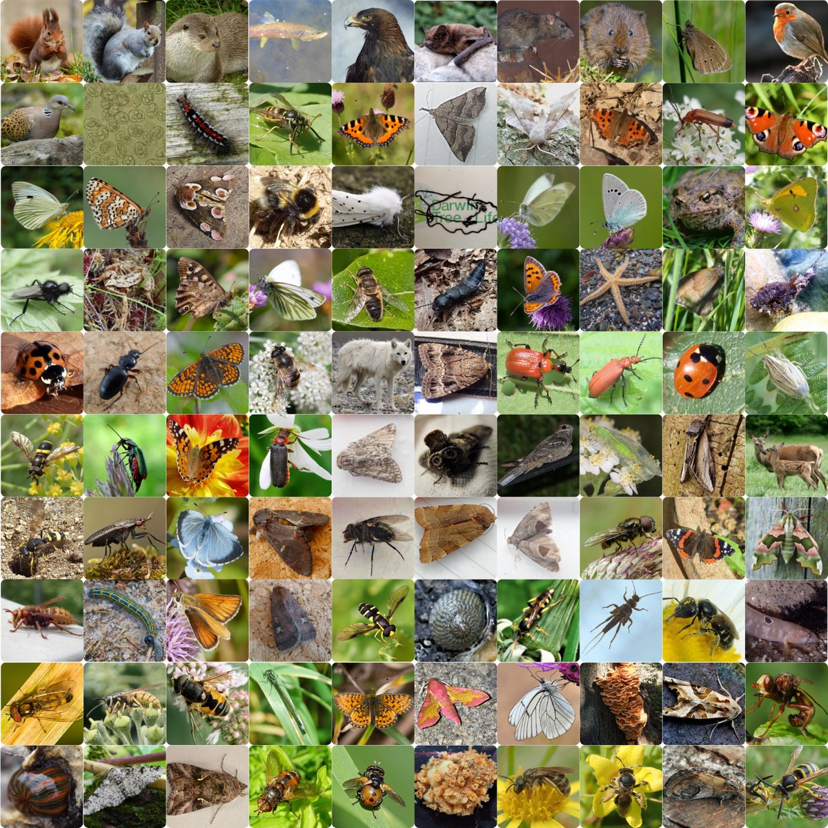 darwintreelife's tweet photo. Don't forget - all our #GenomeNotes can be found on our website and the @WellcomeOpenRes gateway๐งฌ
https://t.co/AYU7C8PukE
These short scientific publications allow us to rapidly show how each of our #DarwinTreeOfLife #genomes were collected, sequenced and assembled๐ฆ๐๐๐๐ณ๐ฆ https://t.co/OYpAe7VllM