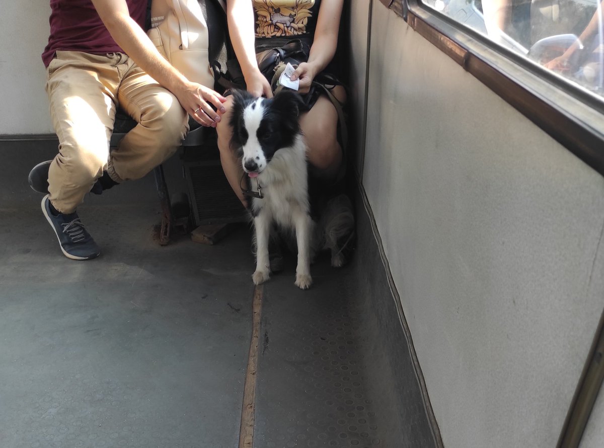 Никто:
Подписчики <a href="/CKonovalov/">Constantine</a> при виде бордер-колли: Дымок🐶
