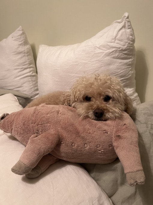 Going to miss Harry when Emma takes him back home :( https://t.co/yx2NwdMAJO<a href="/tag/erastour"class="tags"><span>#erastour</span></a>
